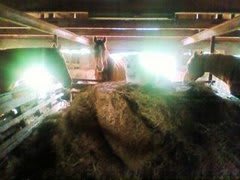 牧草の上で