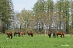 7頭の馬