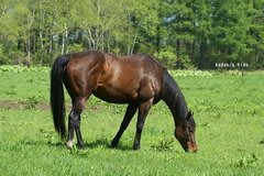 素晴らしい馬体