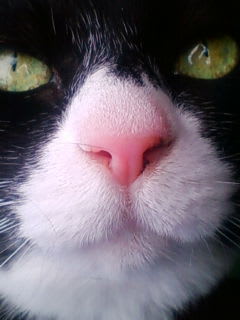 人間って大変だにゃ～