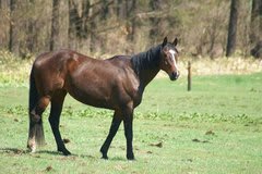 第２の人生を送る馬達と