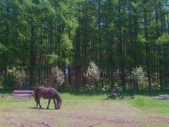 モモは草刈り班
