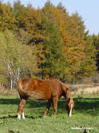 Photo_30