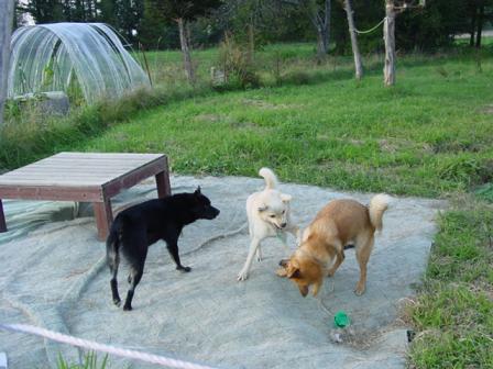 Photo_30