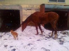 昨日からの雪が