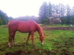 我が家のメインツリー