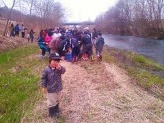 鮭の稚魚放流